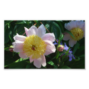 Impression Photo Pivoines roses et jaunes Belle flore