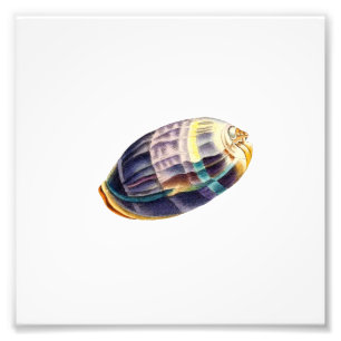 Impression Photo Plage de coquillages colorés Sea Beach Nautique