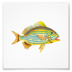 Impression Photo Plage de poisson rayé jaune Salle de bain marine
