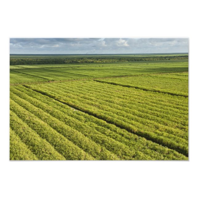 Impression Photo Plantations de canne à sucre, Guyana (Devant)