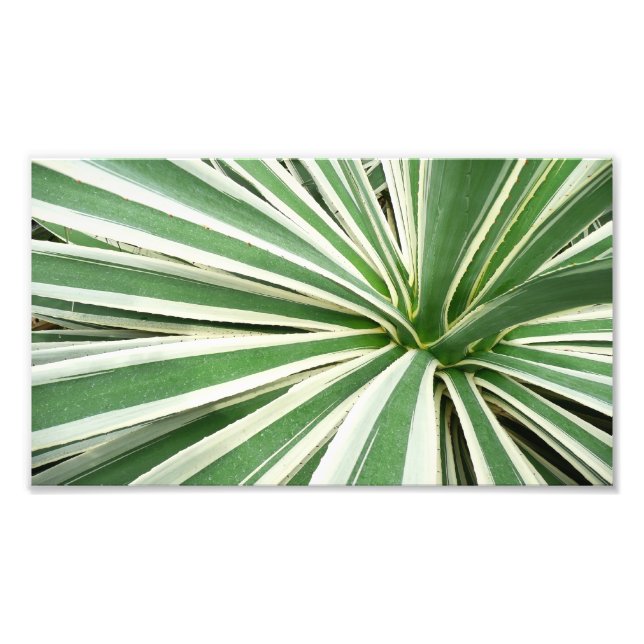 Impression Photo Plante Agave Vert et blanc rayé (Devant)