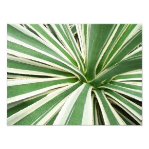 Impression Photo Plante Agave Vert et blanc rayé