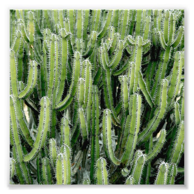 Impression Photo Plante Cactus Vert (Devant)