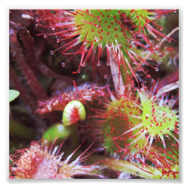 Impression Photo Plante Drosera rotundifolia (Devant)