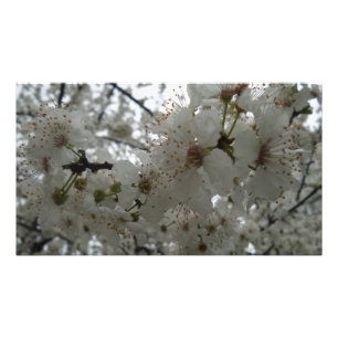 Impression Photo Plum Flower Kodak professionnel