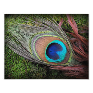 Impression Photo Plume de paon sur la copie verte de Phototography