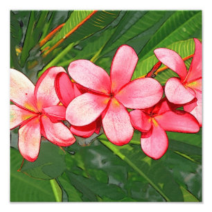 Impression Photo Plumeria