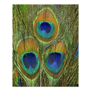 Impression Photo Plumes de paon