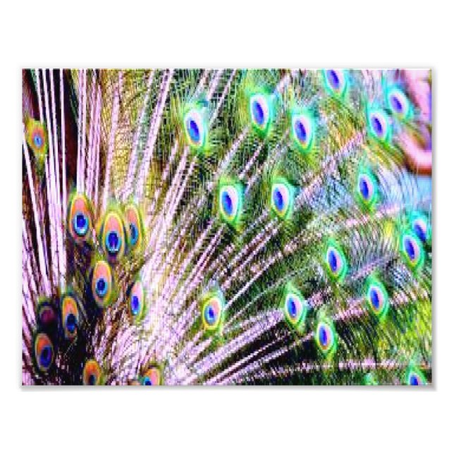 Impression Photo Plumes de paon (Devant)