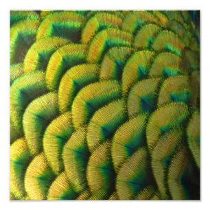 Impression Photo Plumes de paon II Nature colorée
