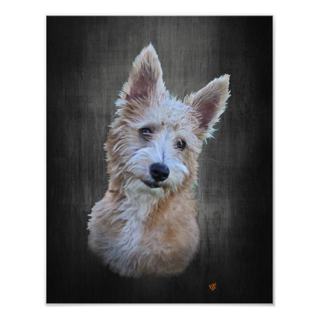 Impression Photo Podengo Pequeno (Devant)