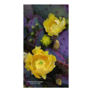 Impression Photo Poire pourpre opuntie cactus fleurs jaunes