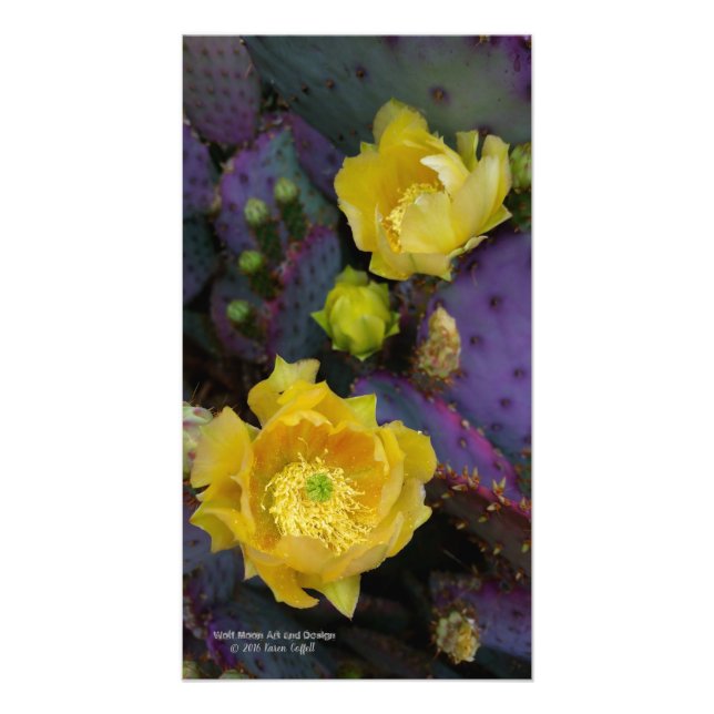 Impression Photo Poire pourpre opuntie cactus fleurs jaunes (Devant)