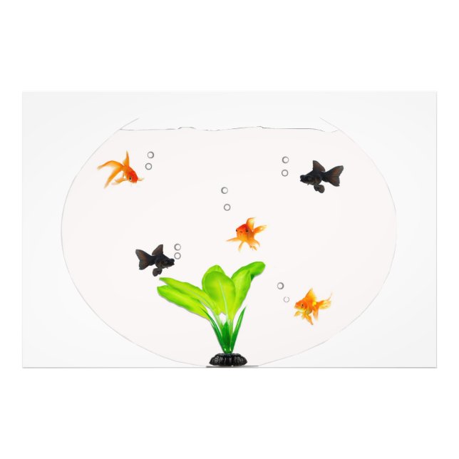 Impression Photo Poisson (Devant)