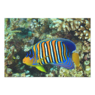 Impression Photo Poisson-ange royal juvénile Pygoplites