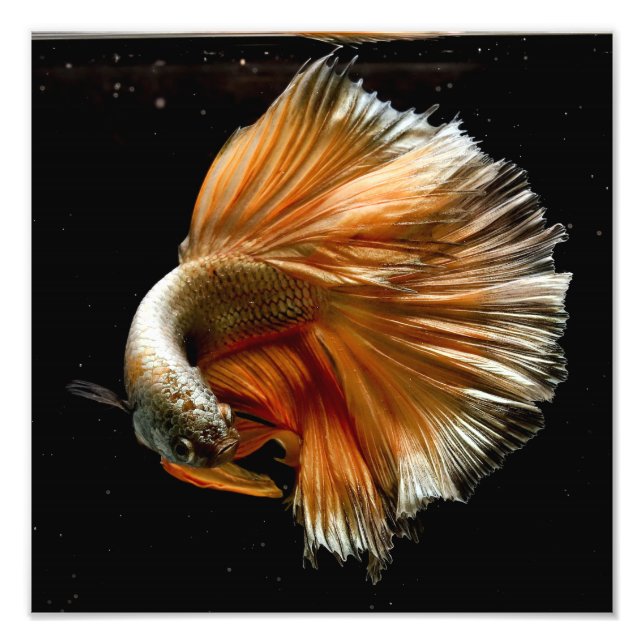 Impression Photo Poisson Betta demi-lune (Devant)