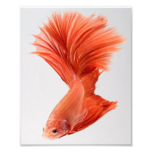 Impression Photo Poisson Betta demi-lune orange