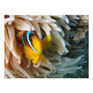 Impression Photo Poisson clown orange