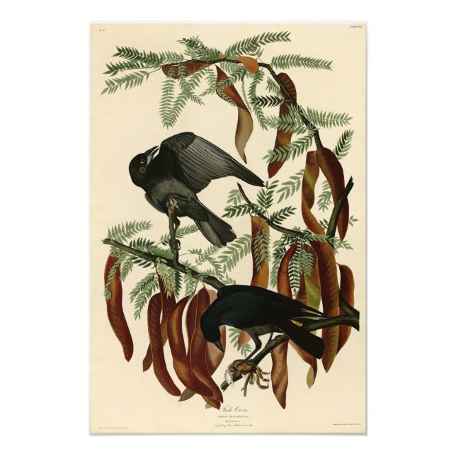 Impression Photo Poisson Crow de John James Audubon Oiseaux d'Améri (Devant)