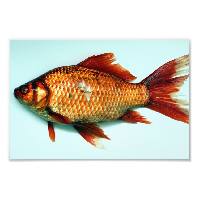 Impression Photo Poisson d'or géant (Devant)