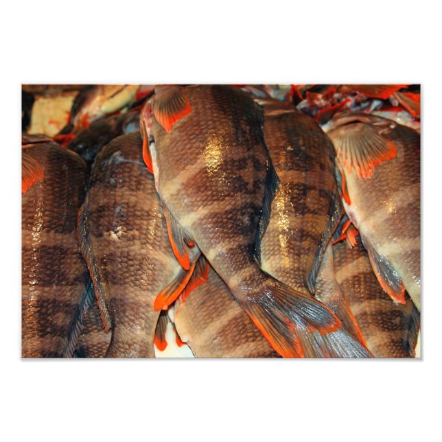 Impression Photo Poisson frais (Devant)