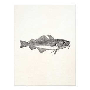 Impression Photo Poisson vintage de morue - Modèle de poissons aqua