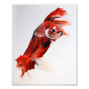 Impression Photo Poissons 2 de Betta de demi-lune de Koi