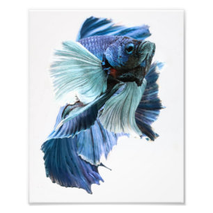 Impression Photo Poissons de Betta de demi-lune d'abruti