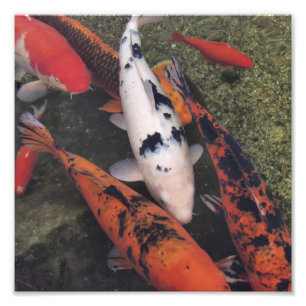 Impression Photo Poissons de Koi