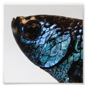 Impression Photo Poissons de Mahachai Betta