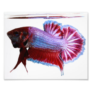 Impression Photo Poissons pourpres de Plakat Betta