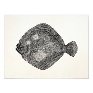 Impression Photo Poissons vintages de flet de turbot - modèle de