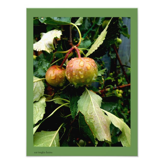 Impression Photo Pommes à l'automne (Devant)