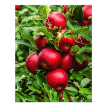 Pommes rouges lumineuses