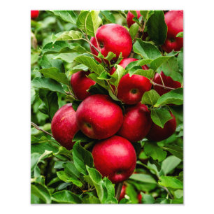 Impression Photo Pommes rouges lumineuses