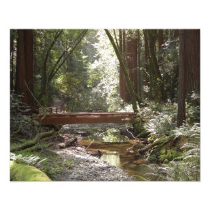 Impression Photo Pont de Muir Woods II