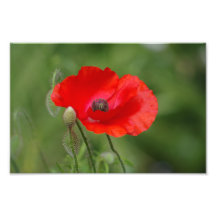 Poppy