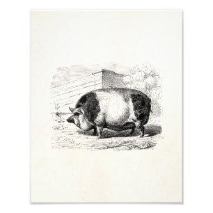 Impression Photo Porcs de porc noirs noirs Vintages et blancs