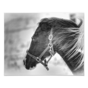 Impression Photo Portrait de cheval noir et blanc