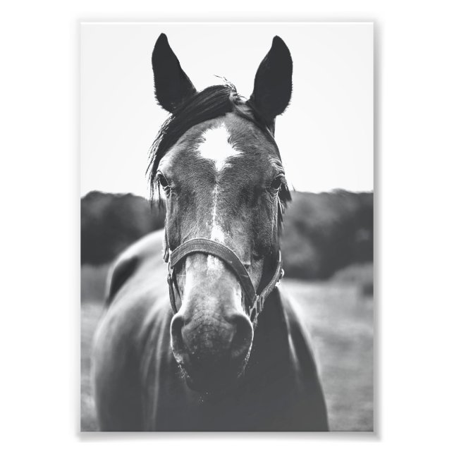 Impression Photo Portrait de cheval noir et blanc Imprimer (Devant)
