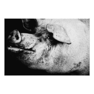 Impression Photo portrait de cochon