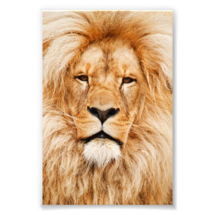 Impression Photo Portrait de lion fier