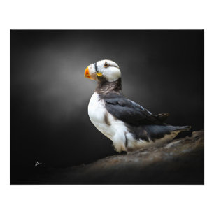 Impression Photo Portrait de Macareux Cornu sur Fond Noir