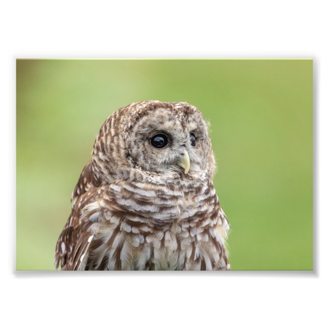 Impression Photo Portrait d'hibou barrée 5x7 (Devant)