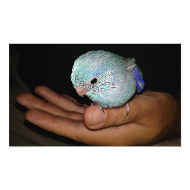Impression Photo Portrait du perroquet bleu de l'oiseau de bébé Pac (Devant)