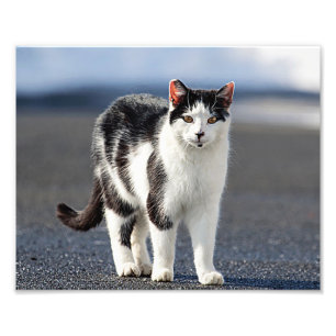 Impression Photo Portrait d'un chat