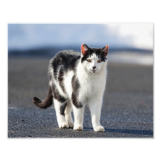 Impression Photo Portrait d'un chat (Devant)