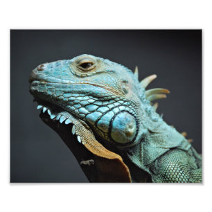 Impression Photo Portrait Iguana Sérieux