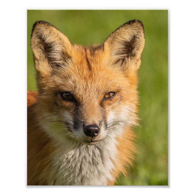 Impression Photo Portrait Red Fox (Devant)