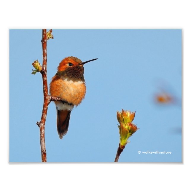 Impression Photo Poses de colibri roux mâles pour lentilles (Devant)